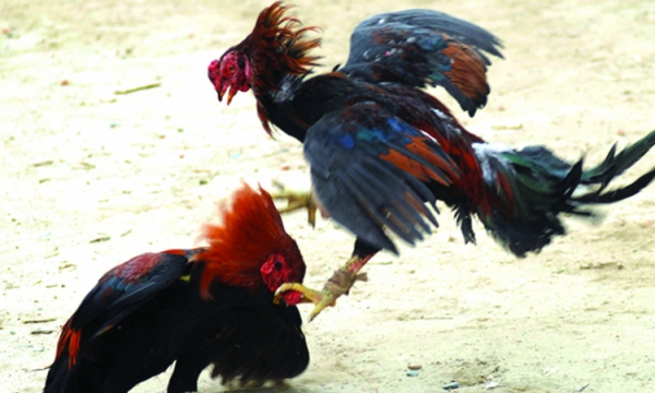 Nghề nuôi gà chọi ở Phú Yên